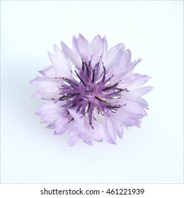 Kornblume; Centaurea; cyanus; Ackerpflanze, Heilpflanze