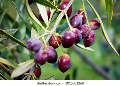 331 Koroneiki olive Images, Stock Photos & Vectors | Shutterstock