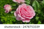 Kortekcho commonly known as Summer Romance Floribunda Rose. They have a  sweet strong fresh apple fragrance. The large, pink blooms are cupped and quartered giving them a full, voluminous look.