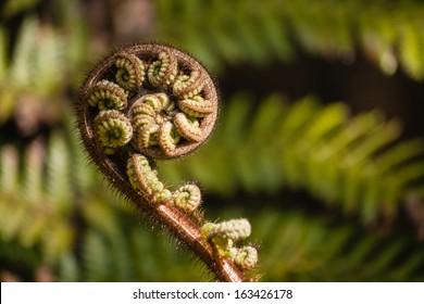 Koru Frond