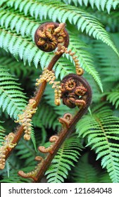 The Koru is the Maori word for the spiral shape of a new unfurling giant silver fern frond in December. It is the  symbol for New Zealand tourism, the All Blacks  and is often used on Christmas cards.