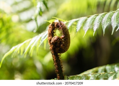 Koru - new leaf of silver fern, NZ native plant. New Zealand national symbol.
