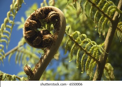 Koru - New Leaf Of Silver Fern, NZ Native Plant. New Zealand National Symbol.