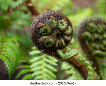 The koru is a spiral shape based on the appearance of a new unfurling fern frond. It symbolises new life, growth, strength and peace. It is a widely used symbol in New Zealand.