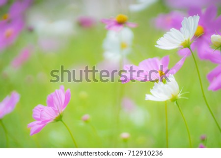 Kosmeja flower