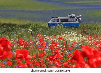 KOSTRZYN, POLAND, JUNE 18, 2013: Old Volkswagen Vintage Campervan Cruising Trough Beautiful Poppy Field, Poland Europe