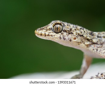 22 Cyrtopodion kotschyi Images, Stock Photos & Vectors | Shutterstock