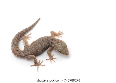 Kotschy's gecko isolated on white background