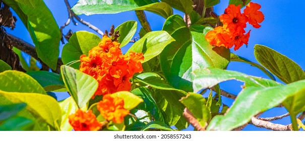 Kou Cordia Subcordata Flowering Tree With Orange Flowers Beach Cordia Sea Trumpet With Green Leaves And Blue Sky In Playa Del Carmen Mexico.