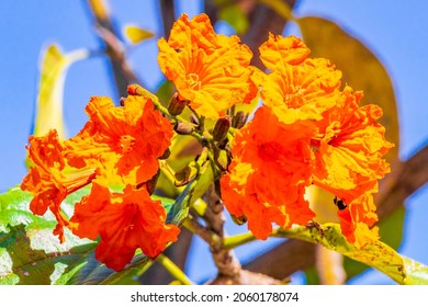 Kou Cordia Subcordata Flowering Tree With Orange Flowers Beach Cordia Sea Trumpet With Green Leaves And Blue Sky In Playa Del Carmen Mexico.