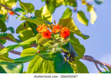 Kou Cordia Subcordata Flowering Tree With Orange Flowers Beach Cordia Sea Trumpet With Green Leaves And Blue Sky In Playa Del Carmen Mexico.