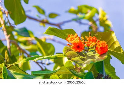 Kou Cordia Subcordata Flowering Tree With Orange Flowers Beach Cordia Sea Trumpet With Green Leaves And Blue Sky In Playa Del Carmen Mexico.