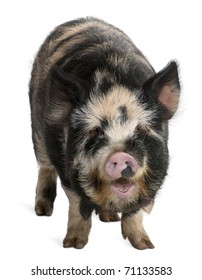 1,665 Black spotted pigs Images, Stock Photos & Vectors | Shutterstock