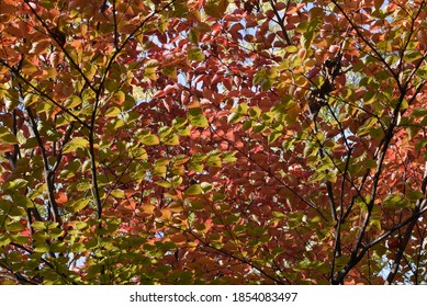 Kousa Dogwood Autummn Leaves / Cornaceae Deciduous Tree