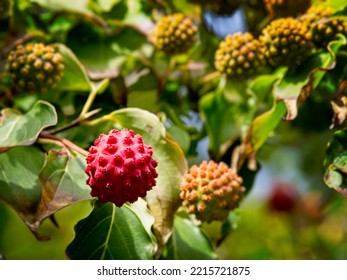 Kousa Dogwood Fruit Ready For Seeding In The Fall