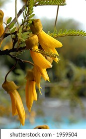 Kowhai Flower