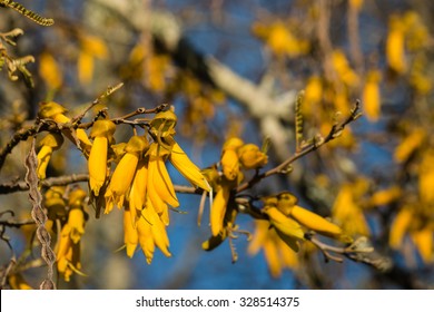 Kowhai Tree In Bloom