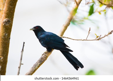 koyal sound koyal sound