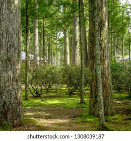 Koyasan, Wakayama Prefecture/Japan- March 2016:  Zen Moss Garden In Historic Mount Koya, Home Of Shingon Buddhism.