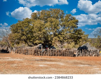 kraal, village cattle post homestead in southern africa, shade from a baobab tree 