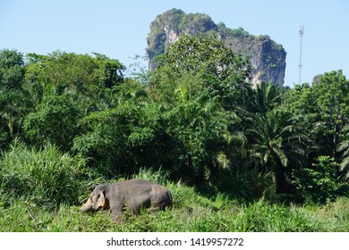 Krabi Elephant Sanctuary Thailand  Phuket 