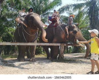 Krabi, Thailand Jan 2020: A Kid Dares To Feed The Elephant.