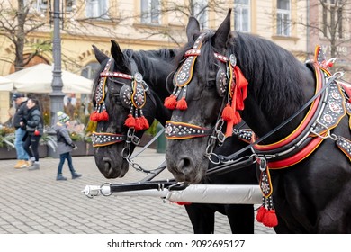 Krakow, Malopolska, Poland - November 2021: Krakow, Poland, Traditional Horse Drawn Carriage Ride, Two Horses Closeup, Front View. Cracow Old Town, City Tours, Popular Tourist Attractions, Sightseeing