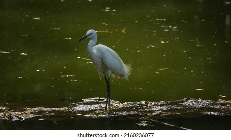 Krane In Delhi Lodi Gardens 