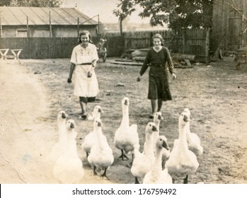 KRASIENIN, POLAND, AUGUST 7, 1939 - Vintage Photo Of Women With Geese On Farm