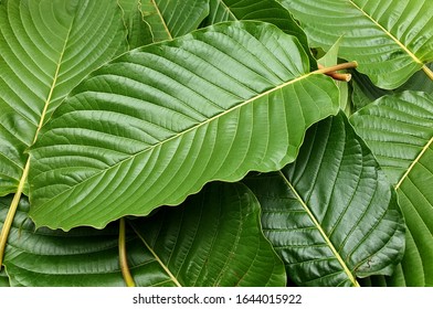 Kratom (Mitragyna Speciosa) Mitragynine. Drugs And Narcotic