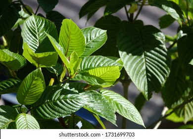 Kratom Tree In The Morning