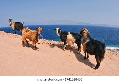 Kri Kri Goat On Balos Lagoon In Crete Island Greece