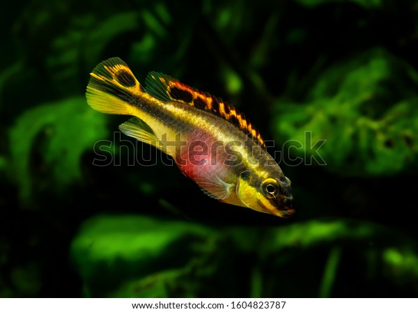 Kribensis Pelvicachromis Pulcher Female Breeding Colours Stock Photo ...