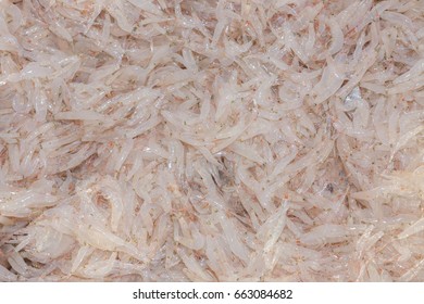 Krill (Euphausiacea) In Sea For Shrimp Paste
