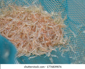 Krill Euphausiacea From The Sea . Small Shrimp