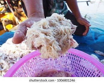 Krill Or Euphausiacea Or Small Shrimp To Make Thai Shrimp Paste From Southern Of Thailand