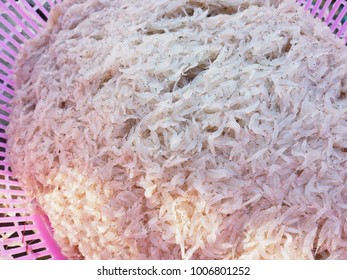 Krill Or Euphausiacea Or Small Shrimp To Make Thai Shrimp Paste From Southern Of Thailand