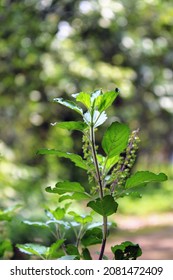 Krishna Thulasi Dark Thulasi Stock Photo 2081472409 | Shutterstock