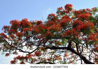 9,632 Ghat tree Images, Stock Photos & Vectors | Shutterstock