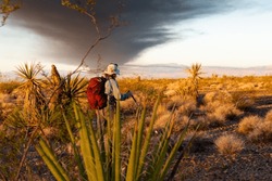 Kristen McCarty, Center For Environmental Management Of Military Lands Wildlife Biologist, Surveys For Signs Of The Mojave Desert Tortoise At Nellis Air Force Base, Nevada, Sept. 13, 2021. 
