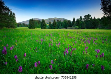 Krkonose mountain, flowered meadow in the spring, forest hills, misty morning with fog and beautiful clouds, peak of Snezka hill in the background, Czech landscape. Broad-leaved Marsh Orchid.