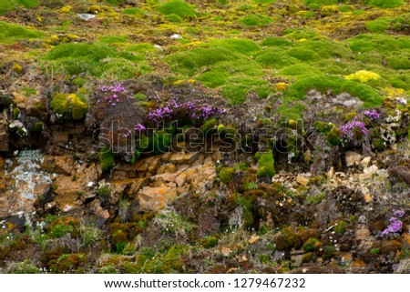 natural carpet