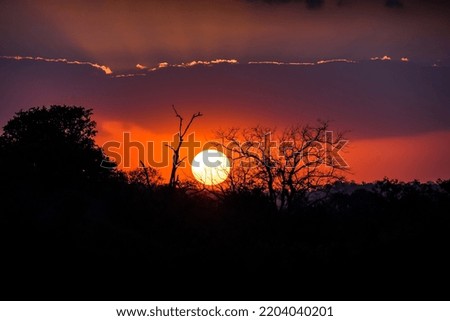 Kruger National park landscape in South Africa during sunset.
