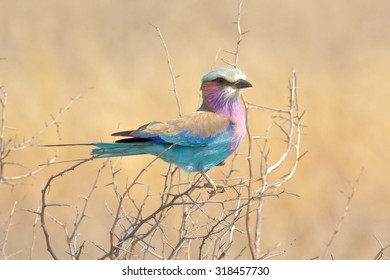 Kruger National Park
Lilac-breasted Roller
Coracias caudatus