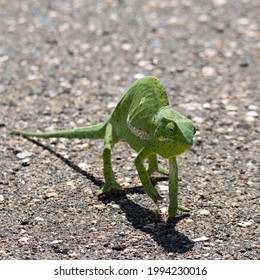 Kruger National Park, South Africa: Green Chameleon Family Chamaeleonidae