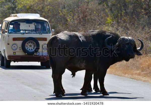 Kruger National Park, South Africa, Africa. June 2014.\
Vehicles give way to a buffalo in Kruger National Park, South\
Africa. 