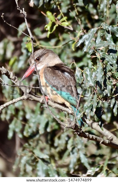 Kruger National Park, South Africa, Africa. June 2014. A\
brown headed kingfisher perches on a branch in Kruger Park, South\
Africa. 