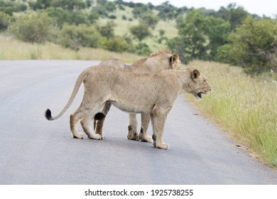 Kruger National Park:  Two Lions Walking Together In The Road Blocking Traffic.