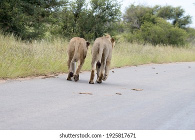 Kruger National Park:  Two Lions Walking Together In The Road Blocking Traffic.