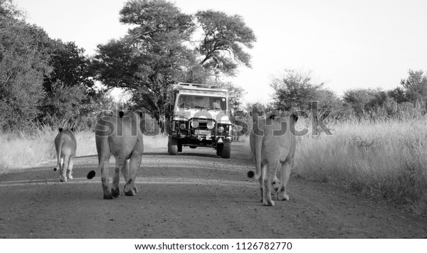 KRUGER\
PARK SOUTH AFRICA MAY 15: Lions crossing a road in front a tourist\
car on may 15 2007 in Kruger South Africa. It is estimated that\
550-700 people are attacked by lions every\
year.